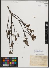 Foto von Salix phylicifolia L.